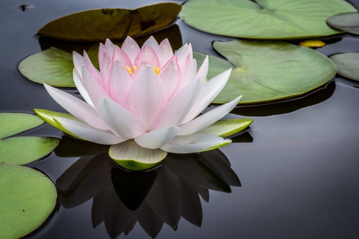 lotus flower symbol of transformation